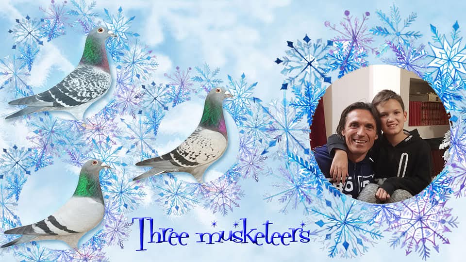 Takmičarski golubovi u letu